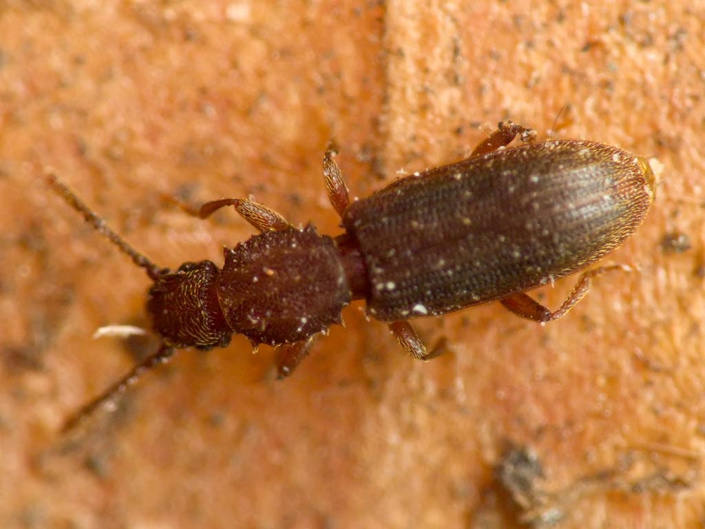 Oryzaephilus surinamensis (Linnaeus, 1758)